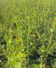 acheter osmanthus burckwoodii acheter osmanthus burckwoodii