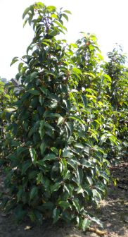 acheter Prunus lusitanica acheter Prunus lusitanica