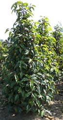 pépinière Prunus pépinière Prunus