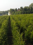 pépinière lis - taxus baccata pépinière taxus baccata