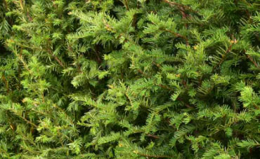 ifs - taxus baccata