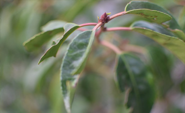 prunus lusitanica